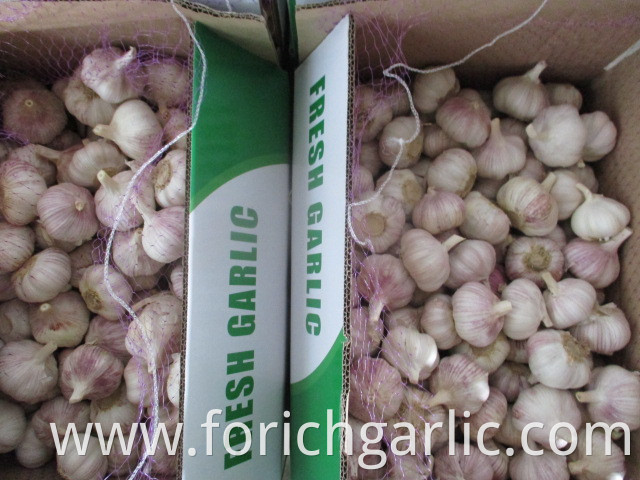 Fresh Jinxiang Normal White Garlic